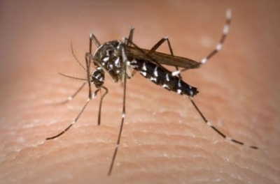 La Dengue : Du diagnostic a la prise en charge Image 1