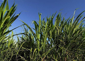 Le glyphosate, herbicide controversé, pourrait être autorisé ... Image 1