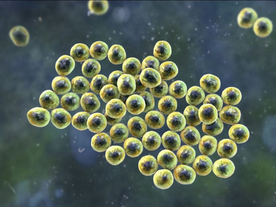 Une IA découvre les premiers nouveaux antibiotiques depuis 6 ... Image 1