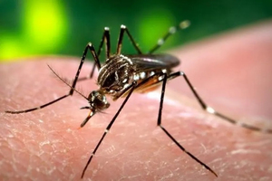 Epidémie de dengue à Maurice et à Rodrigues : l’ARS appelle  ... Image 1