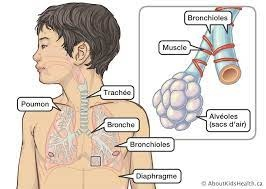 Bronchiolite : Des données confirment l'efficacité du traite ... Image 1