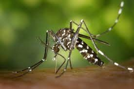 Dengue : le plan Orsec arboviroses enclenché. Image 1