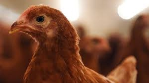 Grippe aviaire : pourquoi l’OMS s’inquiète face au risque de ... Image 1