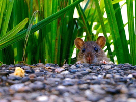 Danger : A cause des fortes pluies les rats prolifèrent dans ... Image 1