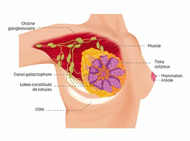Cancer du sein : le remboursement intégral des soins adopté  ... Image 1