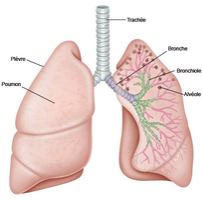 Cancer du poumon non à petites cellules EGFR+ non résécable  ... Image 1