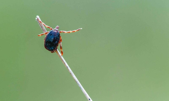 Le virus de la fièvre hémorragique de Crimée-Congo détecté e ... Image 1