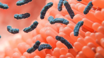 Intestin : voici pourquoi cet organe est notre deuxième cerv ... Image 1