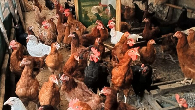 Après le Covid, une pandémie de grippe aviaire ? Image 1