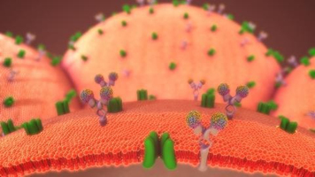 DIABÈTE : Le nouveau combo qui augmente les cellules product ... Image 1