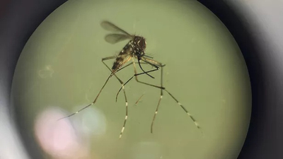 Brésil : deux décès dus à la fièvre d'Oropouche, une premièr ... Image 1