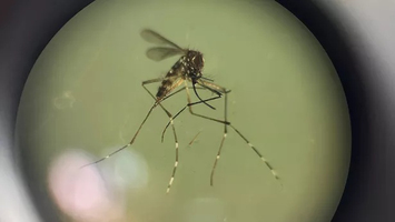 Brésil : deux décès dus à la fièvre d'Oropouche, une premièr ... Image 1