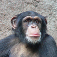 RDC : une explosion de cas de variole du singe fait plus de  ... Image 1