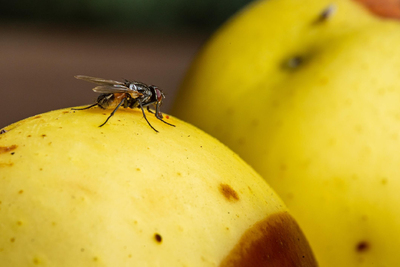 Parkinson : un gène identifié chez les mouches de fruits pou ... Image 1