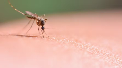 Pourquoi les moustiques nous piquent ? Quel type de peau les ... Image 1