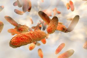 Une superbactérie « hypervirulente » se propage Image 1