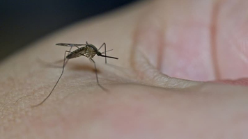 Symptômes, traitements... Ce qu'il faut savoir du virus du N ... Image 1