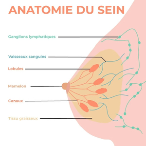Cancer du sein : des traceurs dans l’organisme pour mieux re ... Image 1