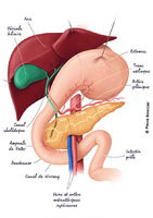 Cancer du pancréas : quels sont ces dix signes qui doivent a ... Image 1