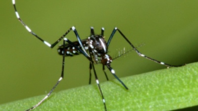 54 nouveaux cas de chikungunya Image 1