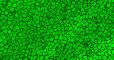 Les lipochondrocytes : de nouvelles cellules tout juste déco ... Image 1