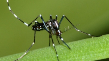 Chikungunya : 31 nouveaux cas à La Réunion. Image 1