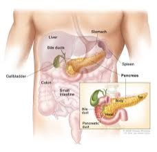 Cancer du pancréas : 16 000 nouveaux cas en France en 2023…  ... Image 1