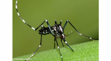 Cas de dengue à La Réunion Image 1
