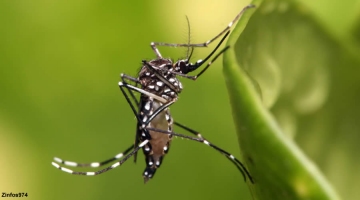 Dengue: Malgré l’hiver, le virus circule toujours Image 1