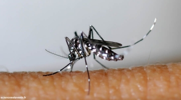Dengue à La Réunion : circulation du virus à Saint-Paul Image 1