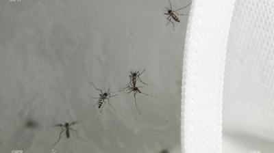 Dengue : 82 cas confirmés, 16 communes concernées par l'épid ... Image 1