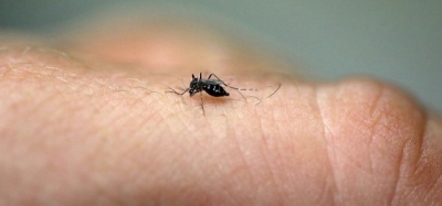 La moitié est localisée à Saint-Louis Dengue : 145 nouveaux  ... Image 1