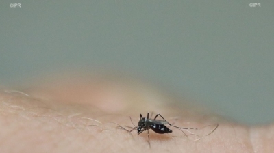 L'épidémie de dengue continue de diminuer, la prudence toujo ... Image 1