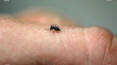 Dengue: l'épidémie persiste et fait craindre une reprise épi ... Image 1