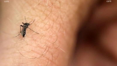 L'épidémie de dengue s'intensifie, 57 cas confirmés du 20 au ... Image 1
