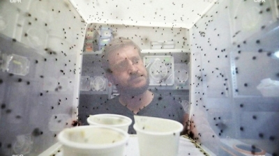 Moustiques mâles stériles : des lâchers prévus de septembre  ... Image 1