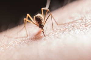 Dengue : La situation reste stable mais la vigilance reste d ... Image 1