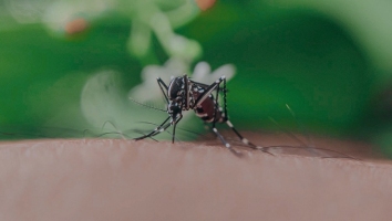 Dengue Augmentation du nombre de cas et des passages aux urg ... Image 1