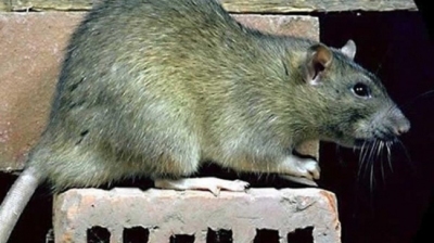 Leptospirose 99 cas, 18 patients en réanimation et un décès  ... Image 1