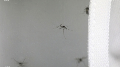 Dengue : 47 cas enregistrés en deux semaines. Image 1