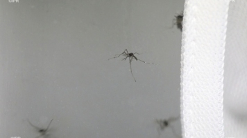 Dengue : 47 cas enregistrés en deux semaines. Image 1